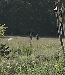 LMG-Marrowbone180.jpg